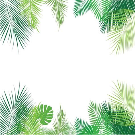 Tropical Palm Leaves Vector Hd Png Images Tropical Palm Leaves Png Png