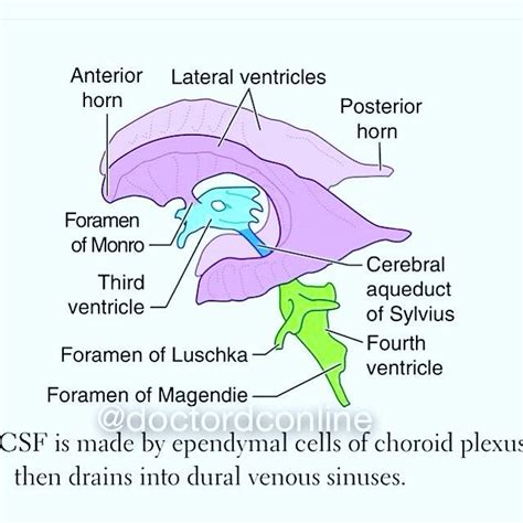 cerebral ventricles anatomy