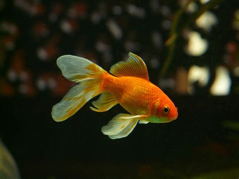 15 Awesome Types Of Goldfish With Pictures Goldfish Species Guide