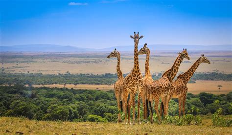 4 Days Masai Mara Lake Nakuru Safari Grand Voyage Travel Agency