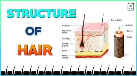 Structure Of Hair Youtube