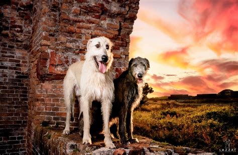 Epic Dog Photo Session In Florida Lazzat Photography Llc