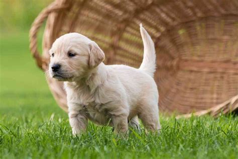 10 Main Differences Between Male And Female Golden Retrievers