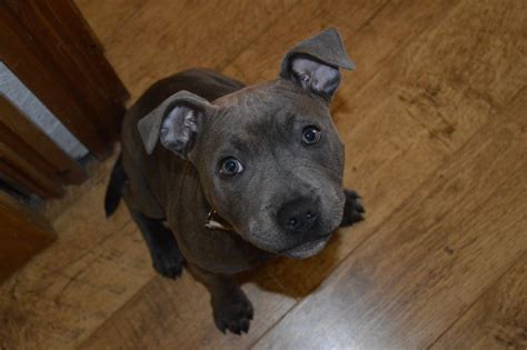 We did not find results for: Blue Brindle Staffordshire bull terrier 4 Months ...