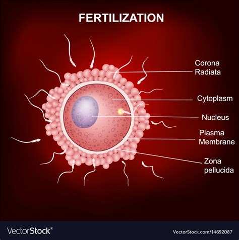 Human Fertilization Insemination Of Human Egg Cel Vector Image
