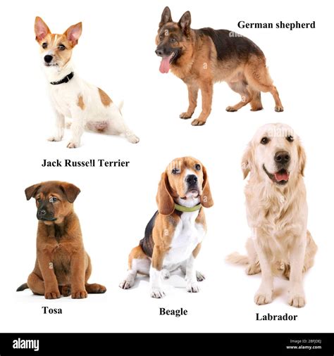 Different Breeds Of Dogs Stock Photo Alamy