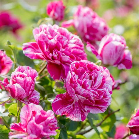 Climbing Rose Raspberry Cream Twirl — Green Acres Nursery And Supply