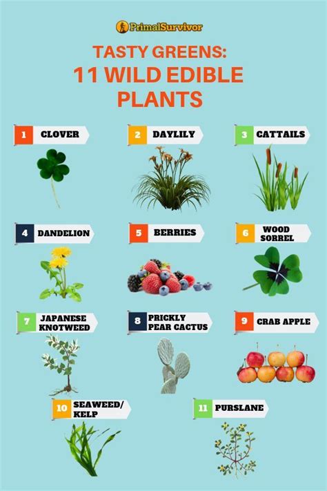 Tasty Greens 11 Wild Edible Plants For Survival