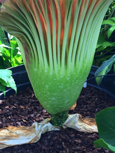 Even in the 1880s, so far has darwinism spread among the masses, the times noted, crowds who came to smell the corpse flower they're totally duped into being so convinced it's a dead animal that sometimes they even lay their. Aloha from Hawaii: May 2016