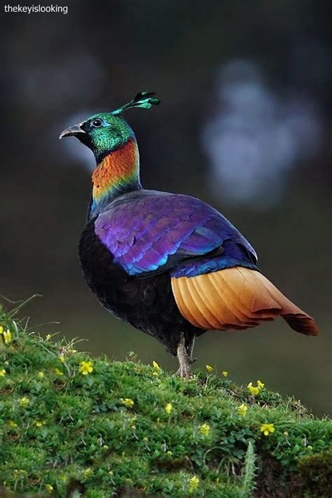 The Himalayan Monal Pheasant Photo By Ajay Jandial Ad1 The