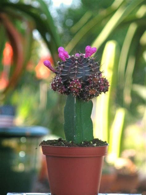 Dry rot is caused by several different fungi, primarily phyllosticta concave and mycosphaerella species. Moon Cactus Black - Buy Plants & Handicrafts Online At ...