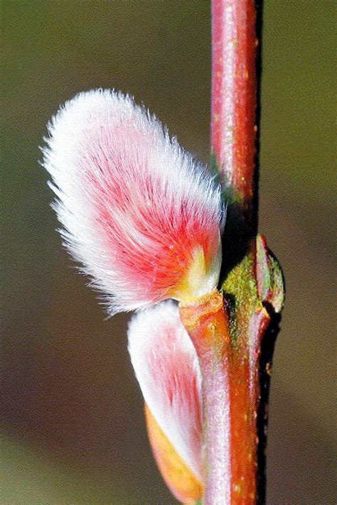 Pussy Willow Leaves Telegraph