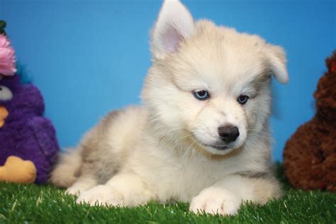 Aberdare aberdar, rhondda cynon taff. Pomsky Puppies For Sale - Long Island Puppies