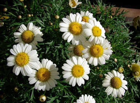 Flowers Camomile Greens Flower Bed Flowerbed Snow White Hd