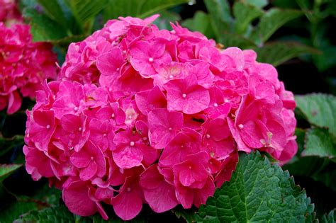 Macrophylla Hydrangea Pink Hydrangea Macrophylla 39 Forever Hydrangea