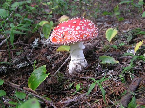 Amanita Muscaria Fly Agaric Hikers Notebook