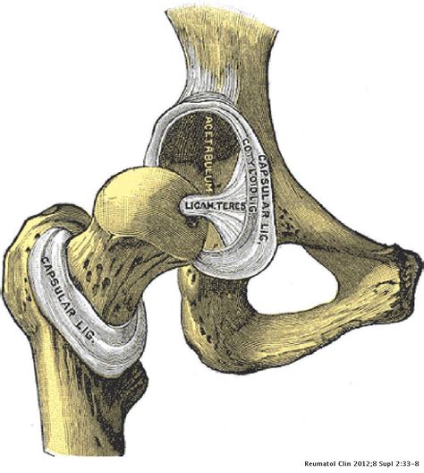 Hip Joint And Ligament Anatomy Images And Photos Finder