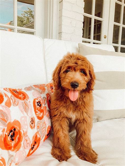 Red Mini Goldendoodle Winnie Pup Dog Puppy Doodle F1b