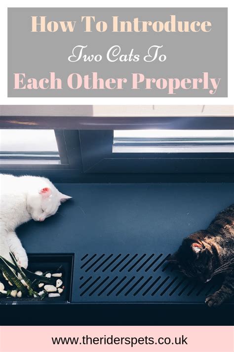 How To Introduce Two Cats To Each Other Properly Cats Cat Care Cat