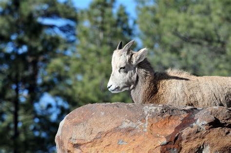 Baby Mountain Goat Free Stock Photo Public Domain Pictures
