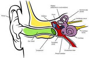 Hearing And Vestibular Sensation Biology For Majors Ii