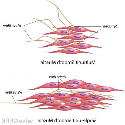 Smooth Muscle Tissue Diagram Labeled - Tissue Photos and ...