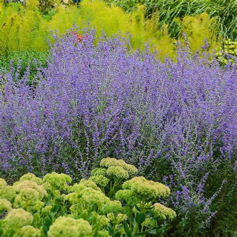 Последние твиты от the home depot (@homedepot). Spring Hill Nurseries Lavender Flowers Rocketman Russian ...
