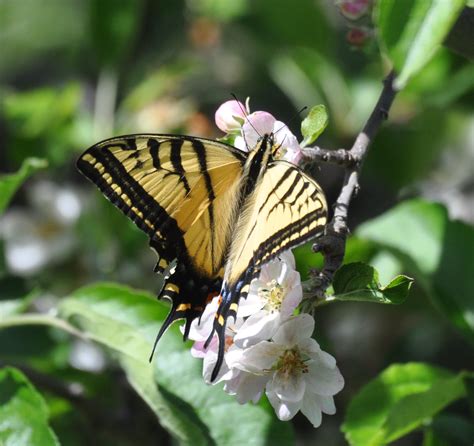 California Butterflies And Moths Of North America