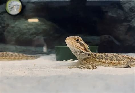 10 Mistakes Beginners Make With Pet Lizards Everything Reptiles