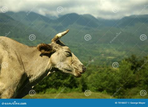 Cow On The Pasture Stock Image Image Of Caucasus Living 7018657