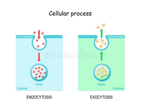 Différence Entre Lexocytose Et Lendocytose Illustration De Vecteur