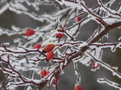 무료 이미지 분기 꽃 눈 감기 겨울 말린 씨앗 잎 서리 부시 얼음 봄 빨간 생기게 하다 날씨 식물학