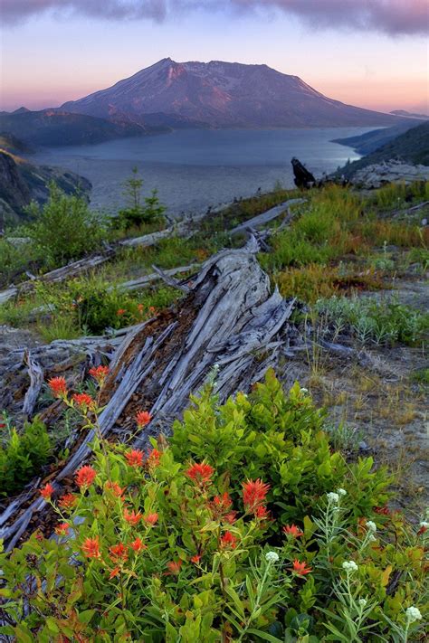 The Best Wildflowers Hikes And Photography Tips For Mt St Helens