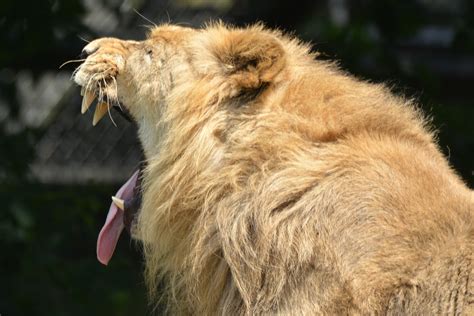 Free Images Animal Wildlife Feline Mane Predator Fauna Lion