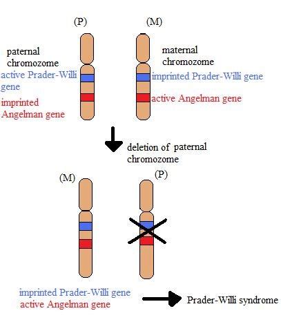 Genomic Imprinting WikiLectures