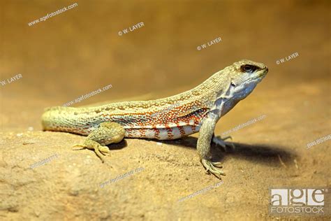 Red Sided Curlytail Lizard Haitian Curly Tail Leiocephalus