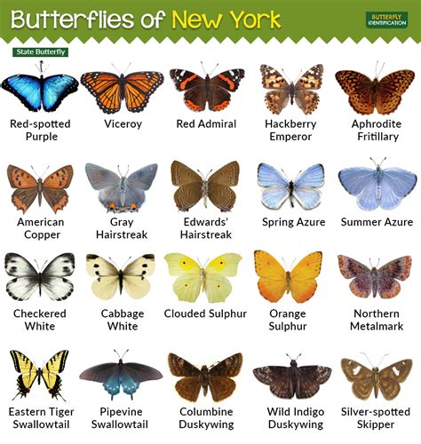 Types Of Butterflies In New York