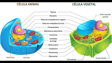 Organelos Y Sus Funciones De La Celula Vegetal Compartir Celular