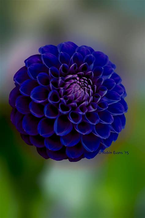 Crystal Blue Persuasion Royal Blue Pompon Dahlia By Robin Evans