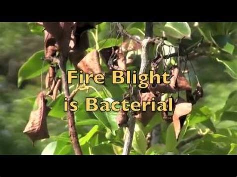 Cabi publishing, new york, ny, usa. Fire Blight in Pear Trees Treatment - YouTube