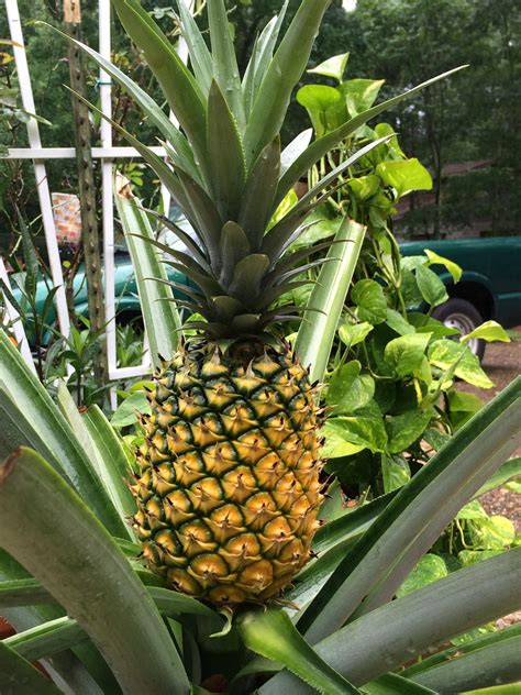 My Home Grown Pineapple That Took Over 6 Years To Grow Gardening