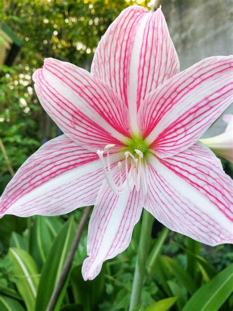 Star Lily Flower Stock Image Image Of Lily Love Marriage 105923153