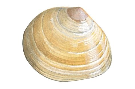 British Seashell Guide How To Identify And Where To Find