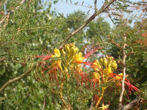 Che si riferisce, che appartiene alle terre bagnate dal mare mediterraneo: Arbustum Monsleonis: Un bellissimo e singolare arbusto estivo: la Caesalpinia Gillesi