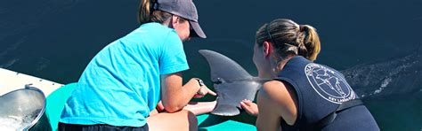 Marine Biologist For A Day Program In Key Largo Dolphins
