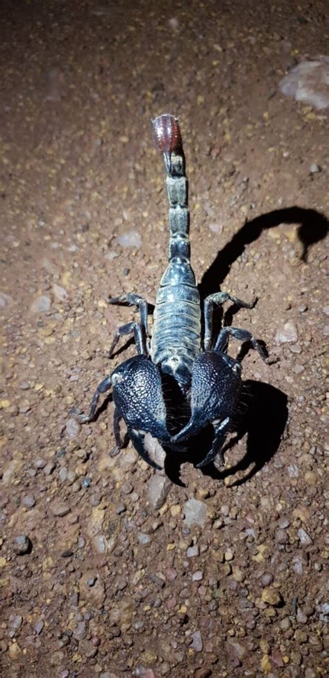 Incredible Giant Forest Scorpion Facts Fact Animal