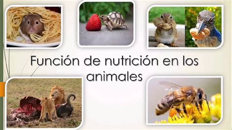 Función De Nutrición En Los Animales Youtube