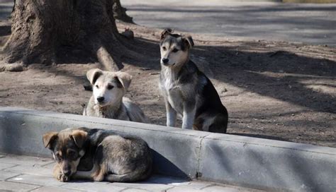 Volunteers Race To Save Stray Dogs Of Sochi The Dodo