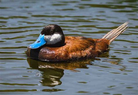 Ruddy Duck Bird Identification Guide Bird Spot