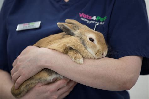 Neutering Your Rabbit Reduce Aggression Vets4pets